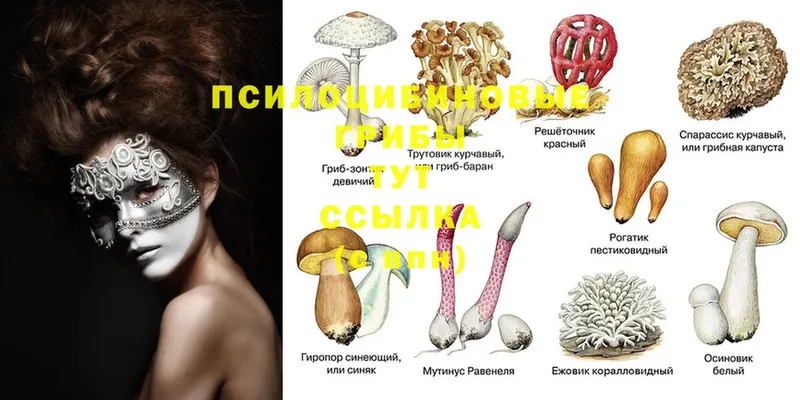 мега онион  как найти   Рыльск  Галлюциногенные грибы MAGIC MUSHROOMS 